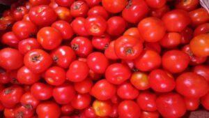 Tomato Price :